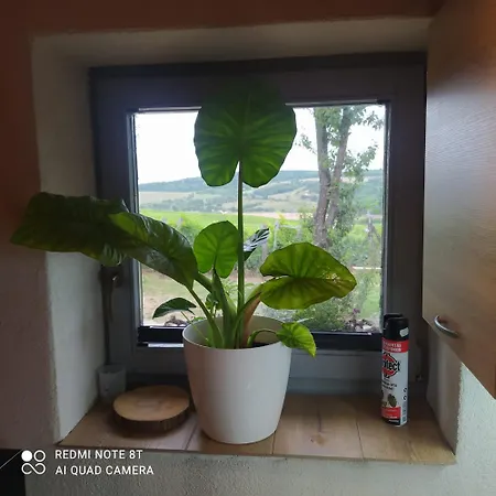 Ferienhaus Macskajaj Vendeghaz Mecseknádasd